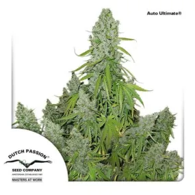 Dutch Passion Seeds - Auto Ultimate