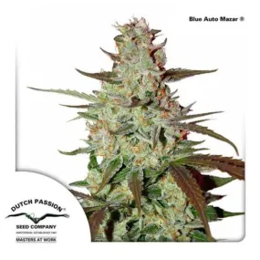 Dutch Passion Seeds - Blue Mazar Auto