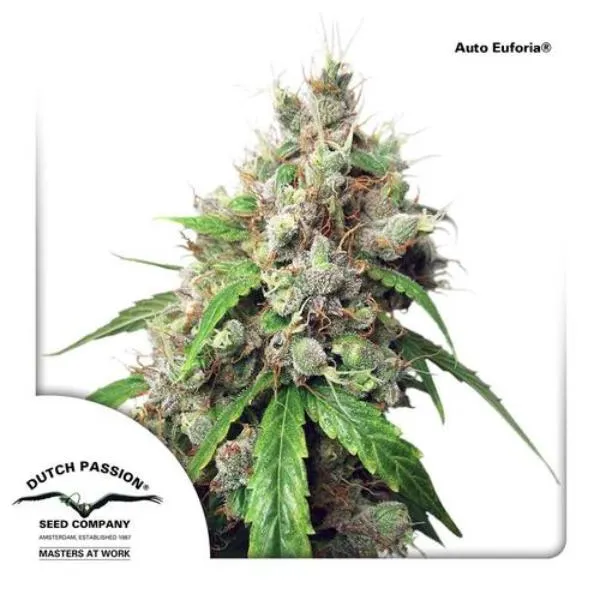 Dutch Passion Seeds - Euforia Auto