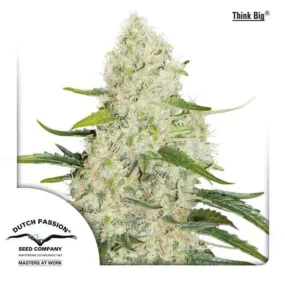 Dutch Passion Seeds - Think Big Auto