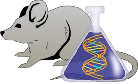 Mouse C1 Inhibitor Genetically Deficient Spleen