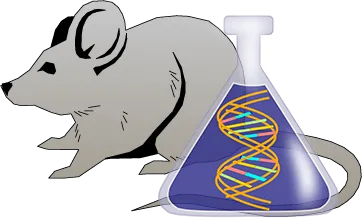 Mouse C1 Inhibitor Genetically Deficient Spleen