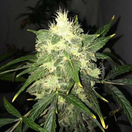 Nirvana Seeds - OG Kush Auto