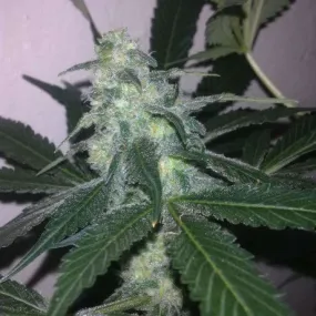 Nirvana Seeds - Swiss Cheese Auto