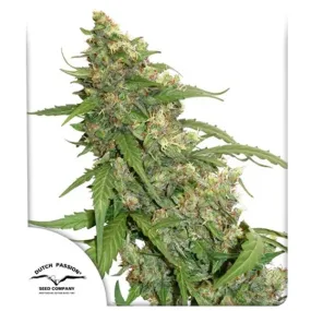 SALE!! Dutch Passion Seeds -  CBD Auto Compassion Lime™