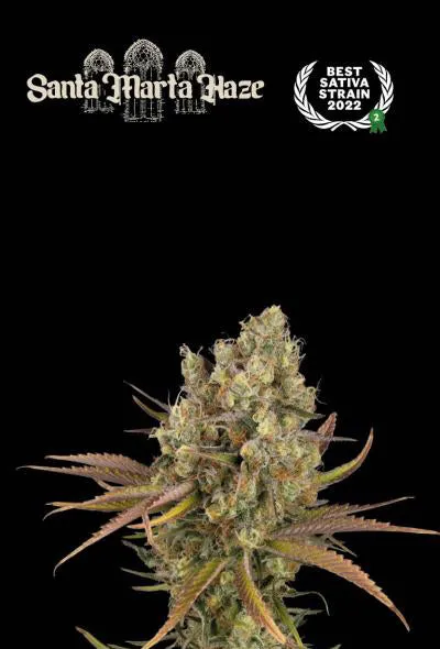 Seedstockers - Sativa Autoflowering Seed Mix