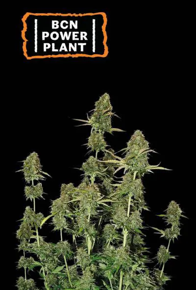 Seedstockers - Sativa Autoflowering Seed Mix