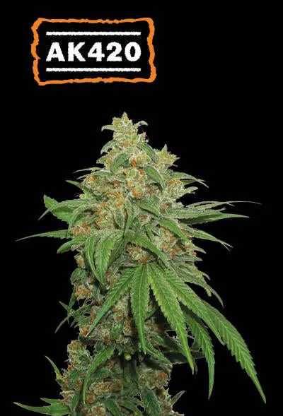 Seedstockers - Sativa Autoflowering Seed Mix